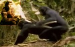 bonobo1